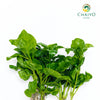Watercress Hawaii Nasturtium officinale – Bare Root