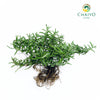 Creeping Rosemary Salvia rosmarinus Prostratus – Bare Root