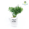 German Chamomile Matricaria chamomilla – Bare Root