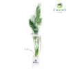 Fennel Foeniculum vulgare – Bare Root