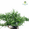 Creeping Rosemary Salvia rosmarinus Prostratus – Bare Root