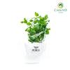 Peppermint Mentha × piperita – Bare Root