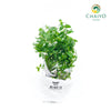 Spearmint Mentha spicata – Bare Root
