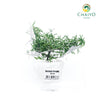 Creeping Rosemary Salvia rosmarinus Prostratus – Bare Root