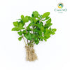 Thai Mint – Bare Root