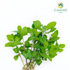 Thai Mint – Bare Root