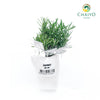 Rosemary Salvia rosmarinus – Bare Root