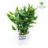 Vietnamese Coriander Laksa Leaves Persicaria odorata – Bare Root