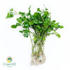 Watercress Nasturtium officinale – Bare Root