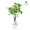 Sweet Basil Ocimum basilicum – Bare Root