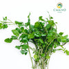 Watercress Nasturtium officinale – Bare Root