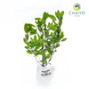 Red Holy Basil Ocimum tenuiflorum – Bare Root