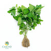 Catnip Nepeta cataria – Bare Root