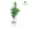 English Lavender Lavandula angustifolia – Bare Root