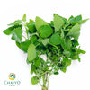 Catnip Nepeta cataria – Bare Root