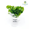 Watercress Hawaii Nasturtium officinale – Bare Root