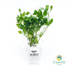 Watercress Nasturtium officinale – Bare Root