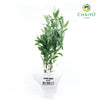 French Lavender Lavandula dentata – Bare Root
