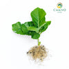 Hydrangea Hydrangea macrophylla – Bare Root