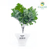 Kale Scarlet Brassica oleracea – Bare Root
