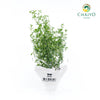 Thyme Thymus vulgaris – Bare Root