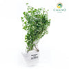 Sweet Marjoram Origanum majorana – Bare Root
