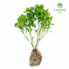 Basil Dwarf Greek Ocimum basilicum – Bare Root