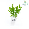 Wild Rocket Eruca sativa – Bare Root