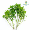 Basil Dwarf Greek Ocimum basilicum – Bare Root