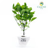 Green Holy Basil Ocimum tenuiflorum – Bare Root