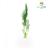 Fennel Foeniculum vulgare – Bare Root