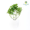Basil Dwarf Greek Ocimum basilicum – Bare Root