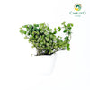 Oregano Origanum vulgare – Bare Root