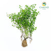 Sweet Marjoram Origanum majorana – Bare Root