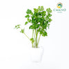 Italian Parsley Flat Leaf Petroselinum crispum – Bare Root