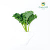 Kale Dwarf Vates Blue Scotch Brassica oleracea – Bare Root