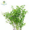 Sweet Marjoram Origanum majorana – Bare Root