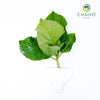 Hydrangea Hydrangea macrophylla – Bare Root