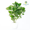 Catnip Nepeta cataria – Bare Root