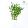 Sweet Marjoram Origanum majorana – Bare Root