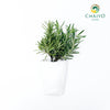 Rosemary Salvia rosmarinus – Bare Root