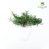 Creeping Rosemary Salvia rosmarinus Prostratus – Bare Root