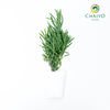 English Lavender Lavandula angustifolia – Bare Root