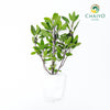 Red Holy Basil Ocimum tenuiflorum – Bare Root