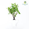 Sweet Basil Ocimum basilicum – Bare Root
