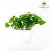 Watercress Hawaii Nasturtium officinale – Bare Root
