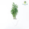 French Lavender Lavandula dentata – Bare Root