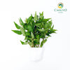Vietnamese Coriander Laksa Leaves Persicaria odorata – Bare Root