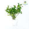 Watercress Nasturtium officinale – Bare Root