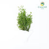 Thyme Thymus vulgaris – Bare Root